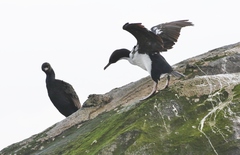 Leucocarbo chalconotus