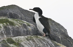 Leucocarbo chalconotus