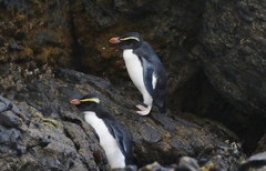 Eudyptes pachyrhynchus