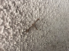 Amblyptilia pica