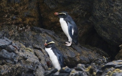 Eudyptes pachyrhynchus