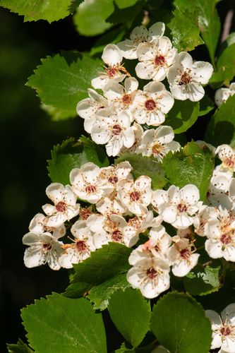 Crataegus viridis var. glabriuscula