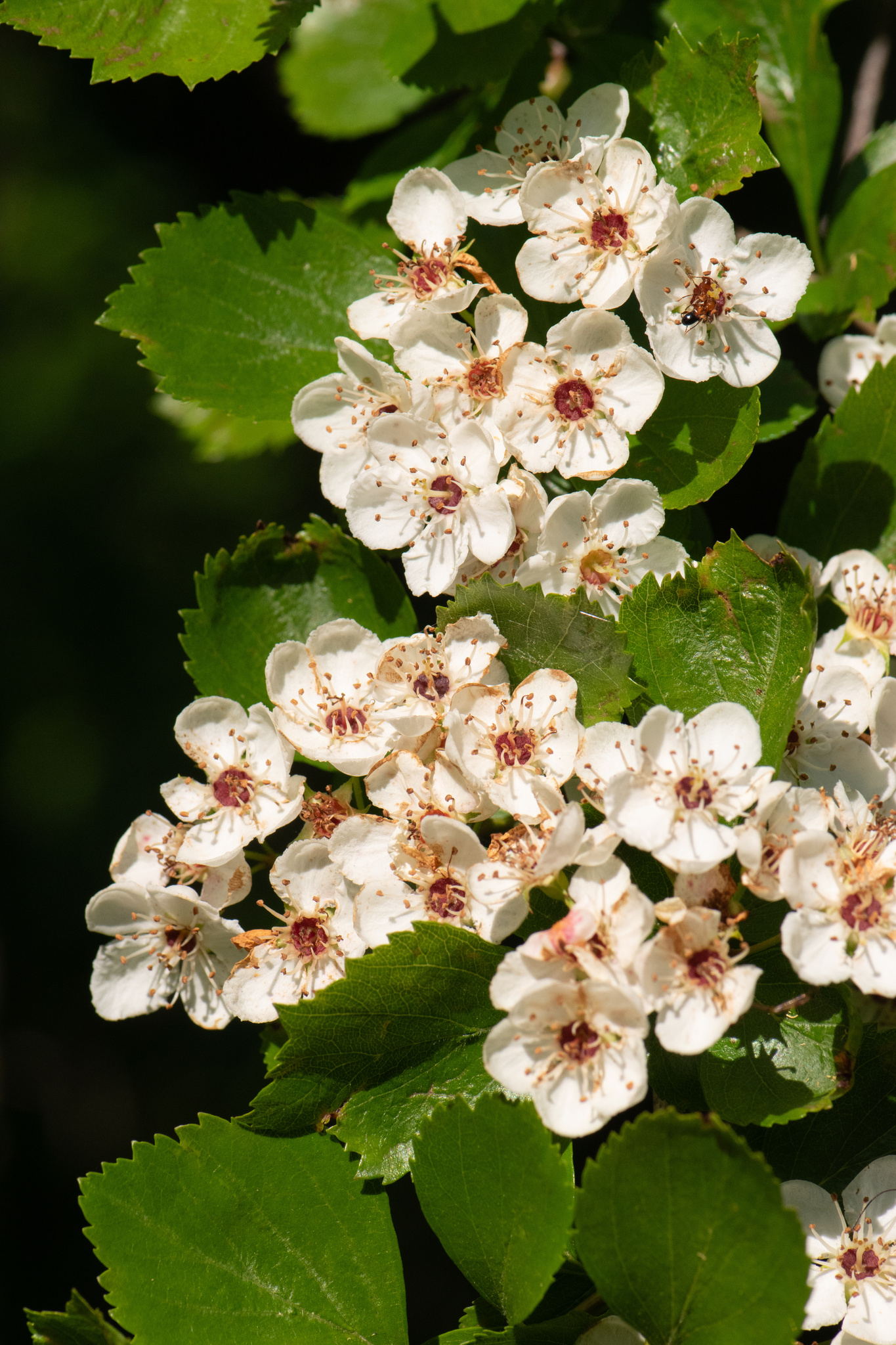 Crataegus viridis var. glabriuscula