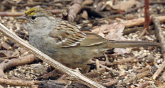 Zonotrichia atricapilla
