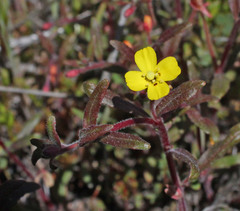 Camissoniopsis ignota