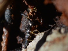 Pogonognathellus nigritus