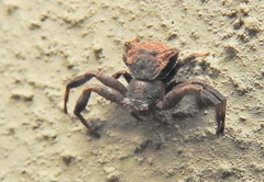 Thomisus scrupeus