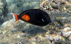 Acanthurus achilles