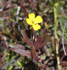 Camissoniopsis ignota