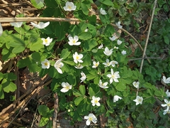 Isopyrum thalictroides
