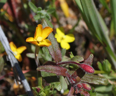 Camissoniopsis ignota