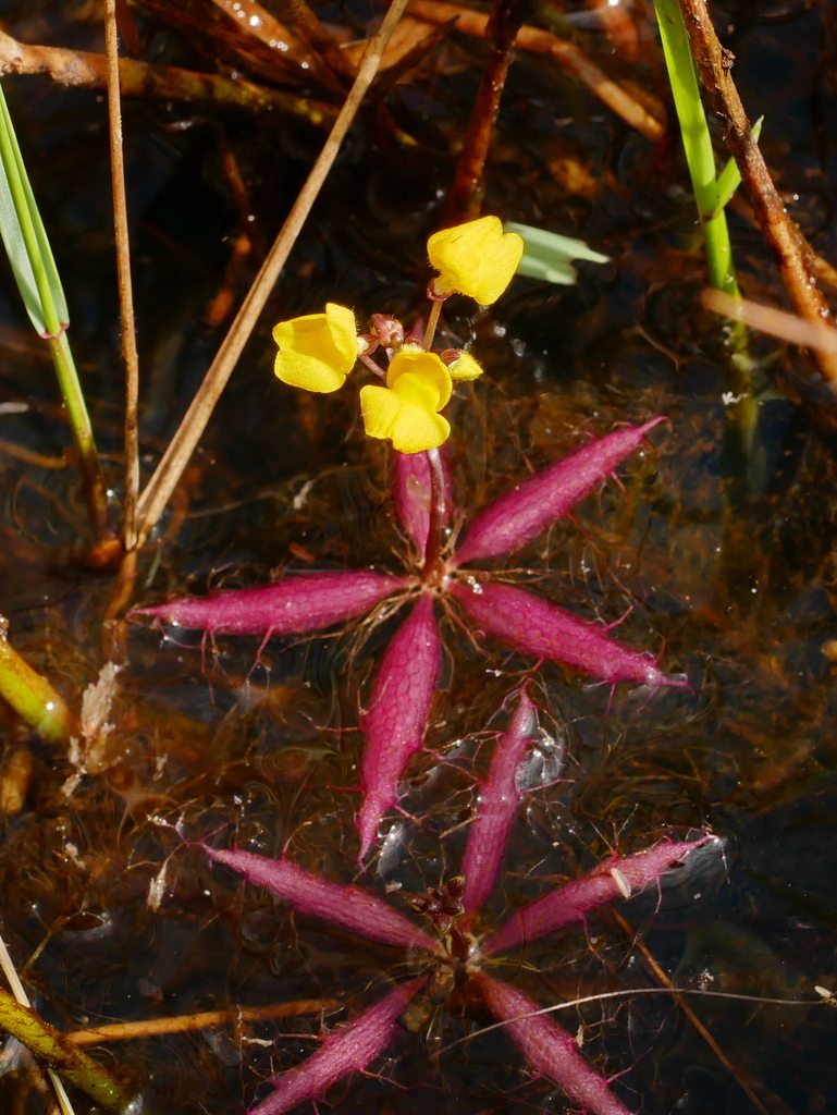 Utricularia muelleri Kamieński
