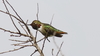 Anna's × Allen's Hummingbird - Photo (c) Nature Ali, some rights reserved (CC BY-NC-ND), uploaded by Nature Ali