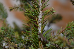 Arceuthobium pusillum