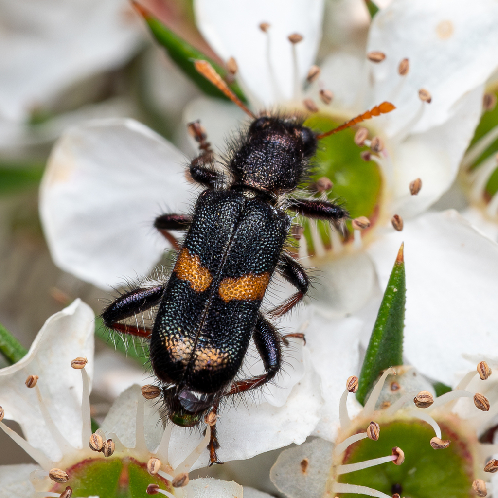 Eleale pulchra