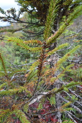 Arceuthobium pusillum