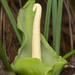 Typhonium russell-smithii - Photo (c) Nick Volpe, algunos derechos reservados (CC BY-NC), subido por Nick Volpe