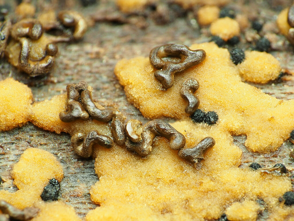 Physarum aeneum