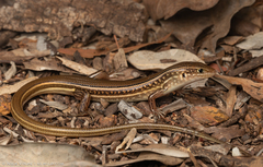 Bar-Shouldered Ctenotus photo 1