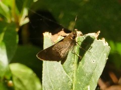 Callimormus saturnus