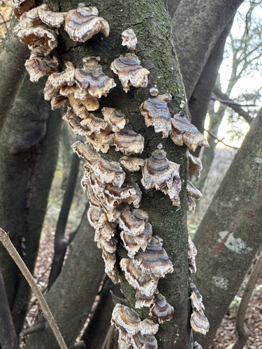 Trametes versicolor