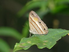Cissia pseudoconfusa