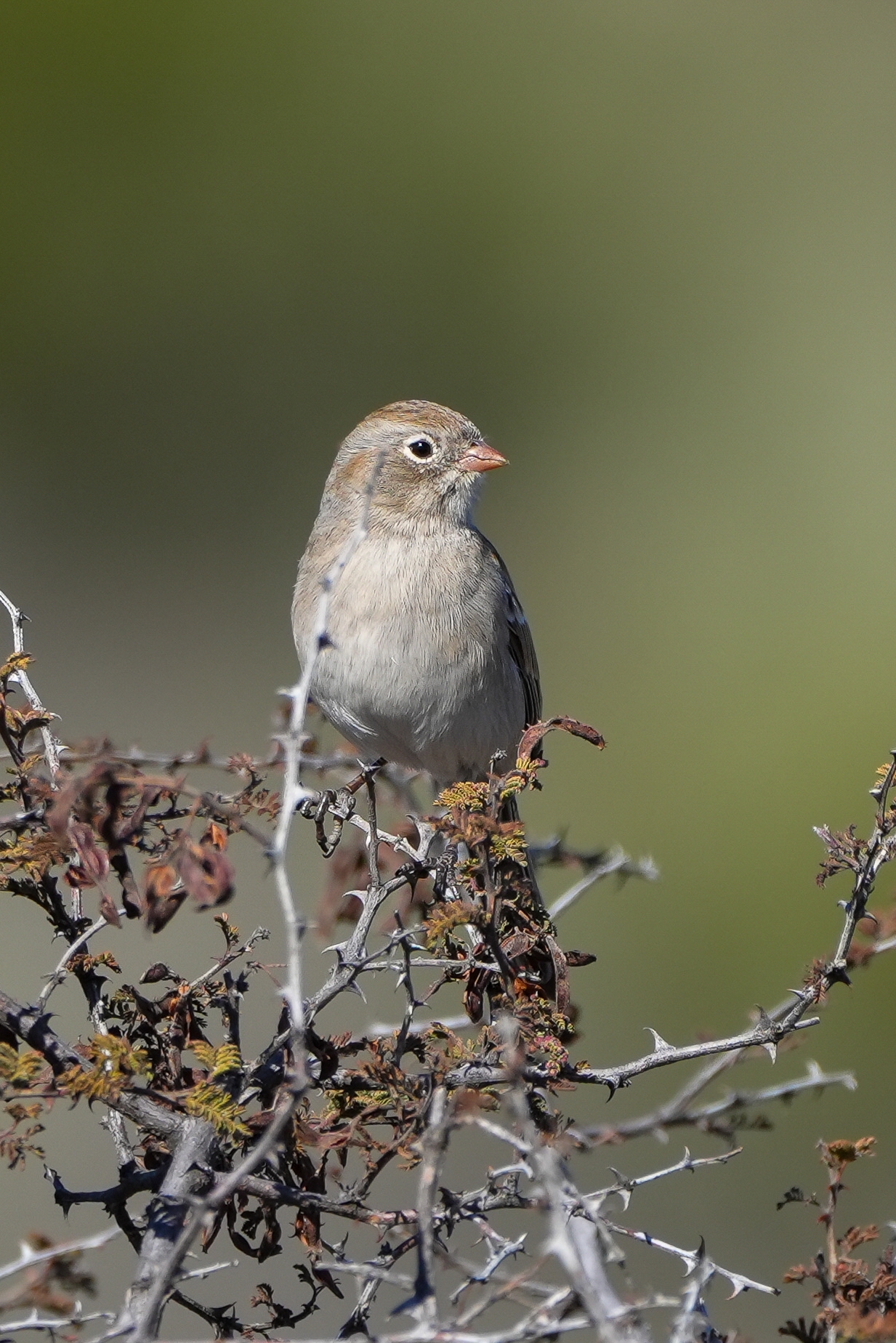 Worthen's Sparrow (Spizella wortheni), photo 1