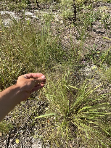 Image of Eragrostis hirsuta by (c) Nathan Aaron, some rights reserved (CC BY)