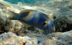 Stethojulis balteata