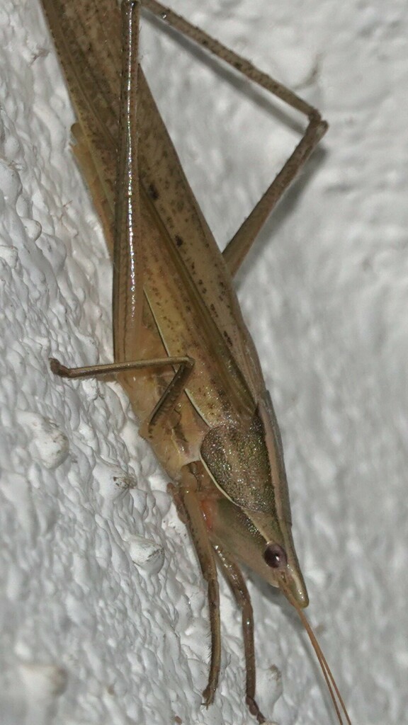 Euconocephalus narayanpurensis