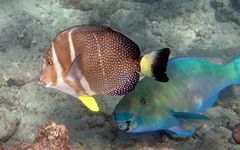 Acanthurus guttatus