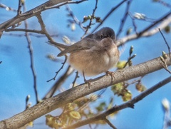 Curruca iberiae
