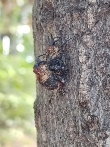 Eucryptorrhynchus scrobiculatus