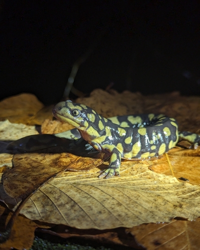 Eastern Tiger Salamander, Ambystoma tigrinum