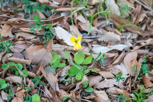 Image of Ixeris stolonifera by (c) WATANABE Hitoshi 渡辺仁, some rights reserved (CC BY)