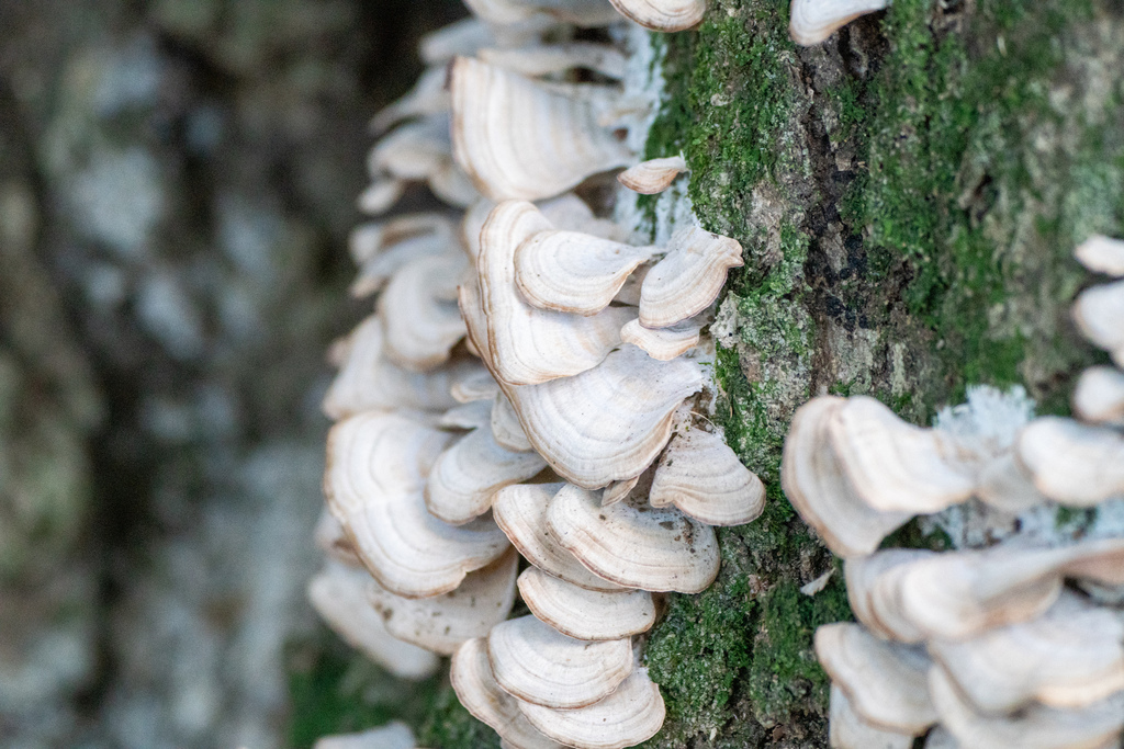 Trichaptum biforme · December 2023 · photo: © tbc_watanabe (iNaturalist, cc-by)