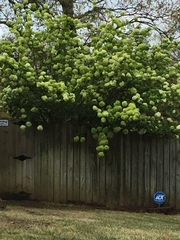 Viburnaceae