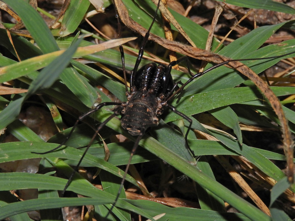 Guruia africana