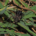 Guruia africana - Photo (c) Mike Plagens, algunos derechos reservados (CC BY-NC), subido por Mike Plagens