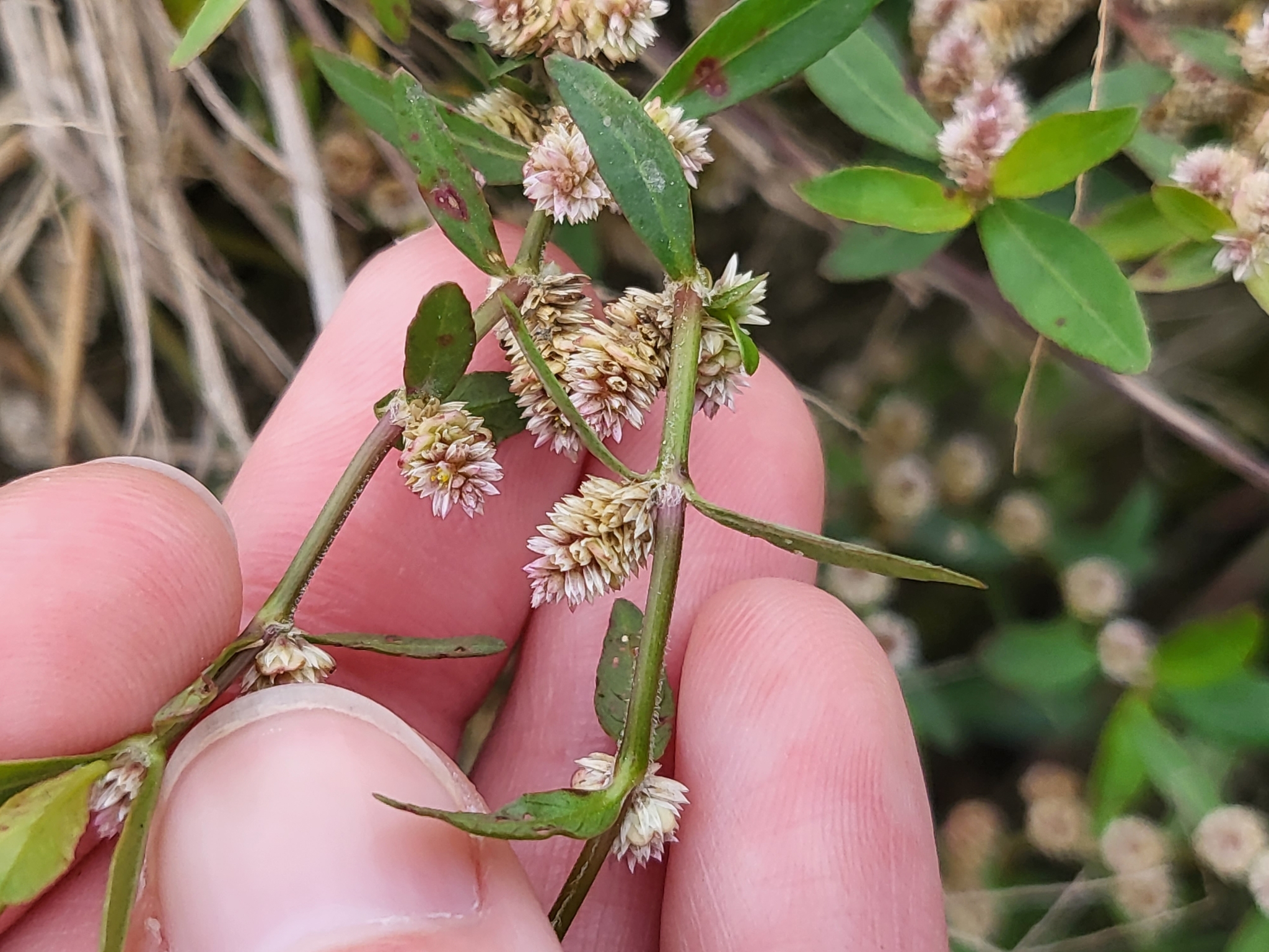 Alternanthera sessilis (Alternanthera sessilis)