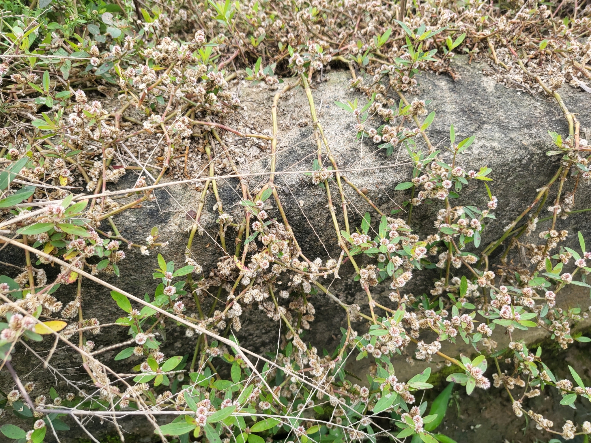 Alternanthera sessilis — ảnh 2