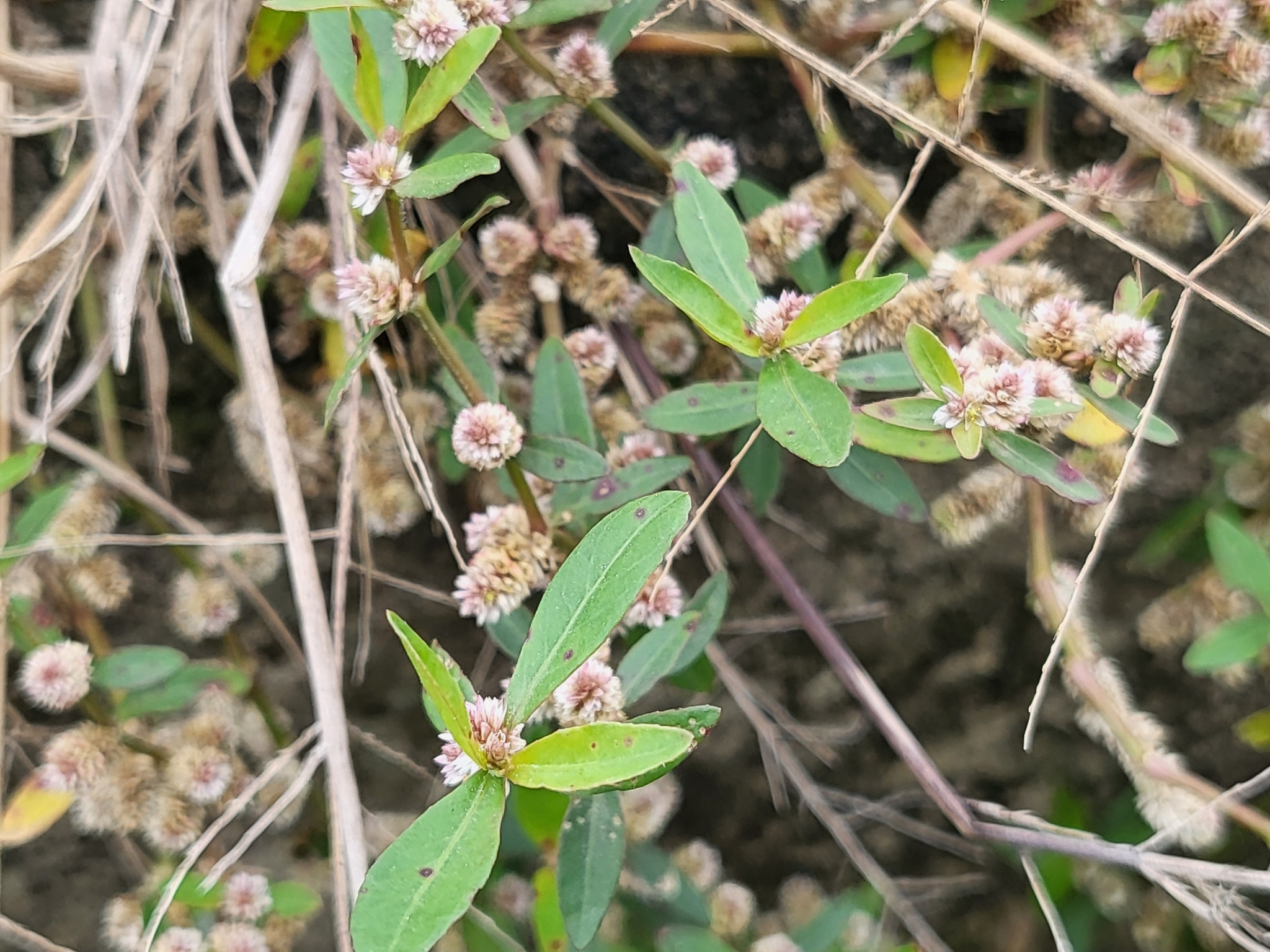 Alternanthera sessilis — ảnh 3