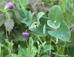 Clematis carrizoensis