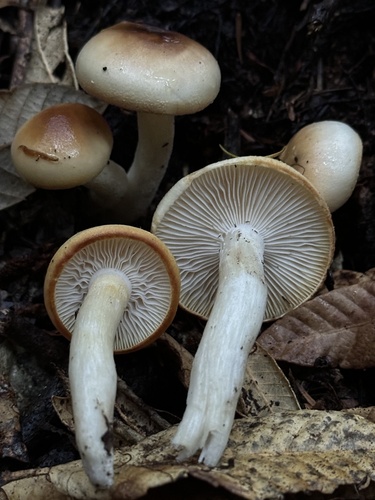 Hygrophorus bakerensis A.H.Sm. & Hesler