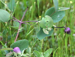 Clematis carrizoensis