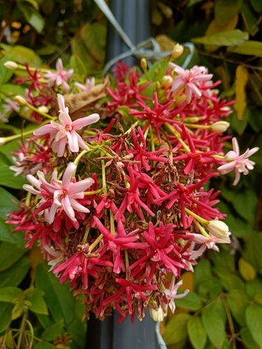 Combretum indicum