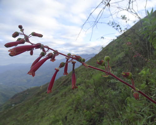 Sinningia warmingii