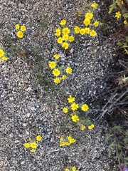 Eriophyllum wallacei