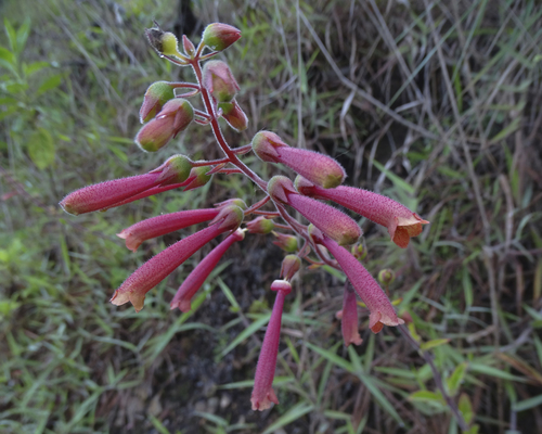Sinningia warmingii