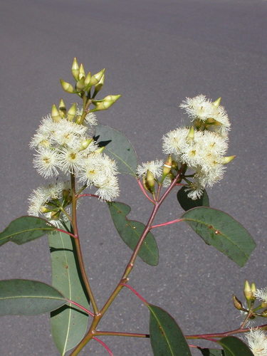 Eucalyptus fracta 4